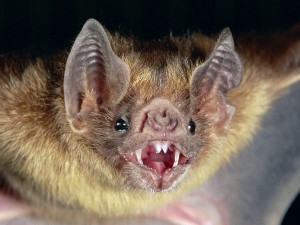 common-vampire-bat_505_600x450